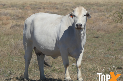 72 PTIC Cows