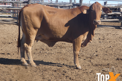 87 VET PTIC CROSSBRED COWS