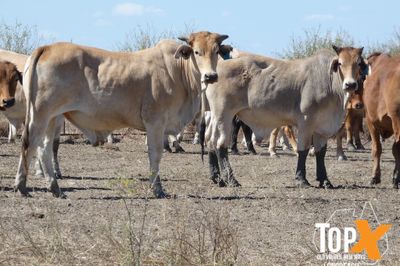 A+ 14 DECKS BRAHMAN FEEDER STEERS