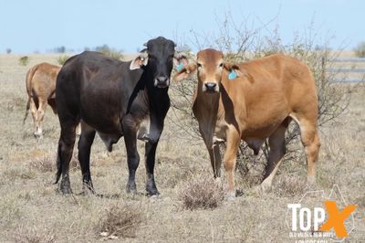 A+ 14 DECKS BRAHMAN FEEDER STEERS