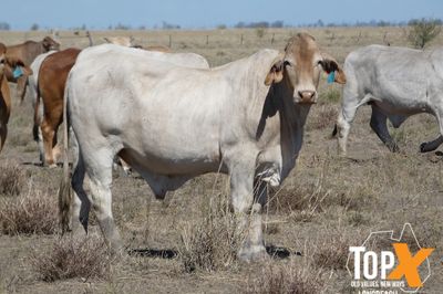 A+ 14 DECKS BRAHMAN FEEDER STEERS