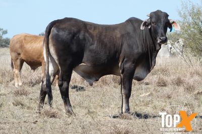 A+ 14 DECKS BRAHMAN FEEDER STEERS