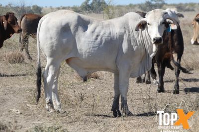 A+ 14 DECKS BRAHMAN FEEDER STEERS