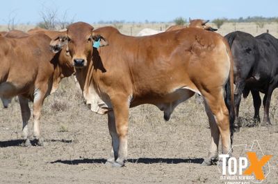 A+ 14 DECKS BRAHMAN FEEDER STEERS