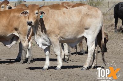 A+ 14 DECKS BRAHMAN FEEDER STEERS