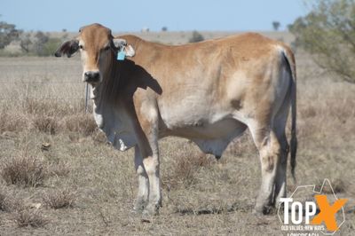 A+ 14 DECKS BRAHMAN FEEDER STEERS