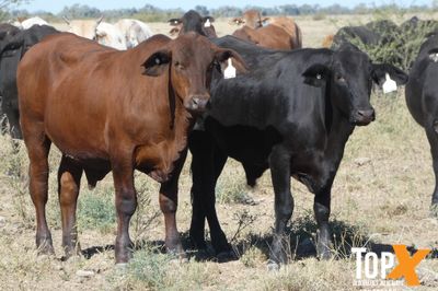 A+ 6 DECKS FLATBACK FEEDER STEERS