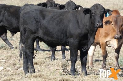 A+ 6 DECKS FLATBACK FEEDER STEERS