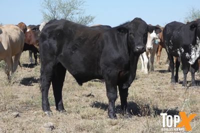 A+ 6 DECKS FLATBACK FEEDER STEERS