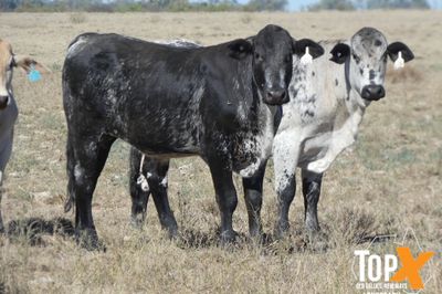 A+ 6 DECKS FLATBACK FEEDER STEERS