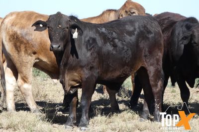 A+ 6 DECKS FLATBACK FEEDER STEERS