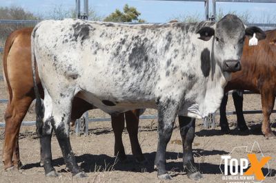 A+ 6 DECKS FLATBACK FEEDER STEERS