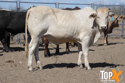 A+ 6 DECKS FLATBACK FEEDER STEERS