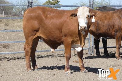 A+ 6 DECKS FLATBACK FEEDER STEERS