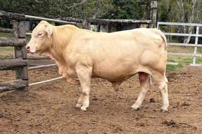 3 Charbray Paddock Bulls for Sale