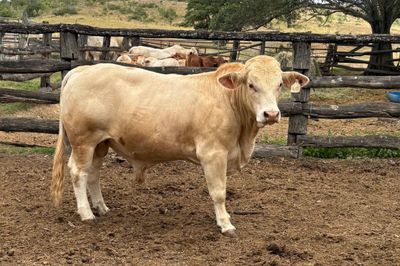 3 Charbray Paddock Bulls for Sale