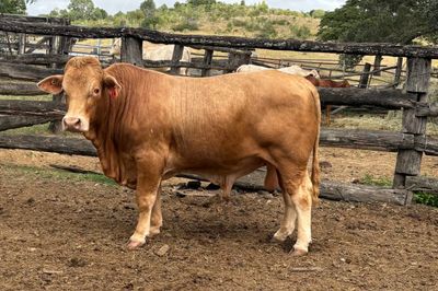 3 Charbray Paddock Bulls for Sale