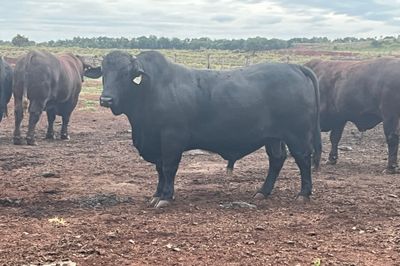Bulls, Bulls Bulls!!