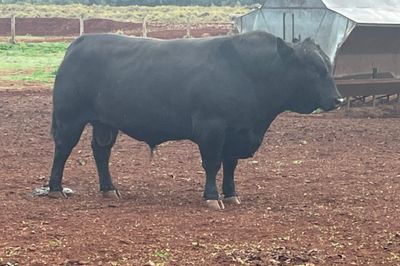Bulls, Bulls Bulls!!