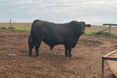 Bulls, Bulls Bulls!!