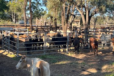 149 Crossbred Heifers