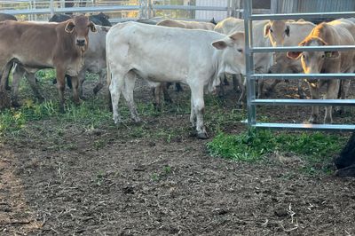 149 Crossbred Heifers