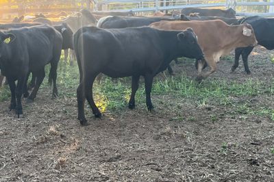 149 Crossbred Heifers