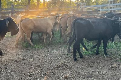 149 Crossbred Heifers