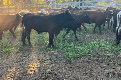149 Crossbred Heifers