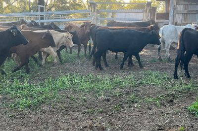 149 Crossbred Heifers