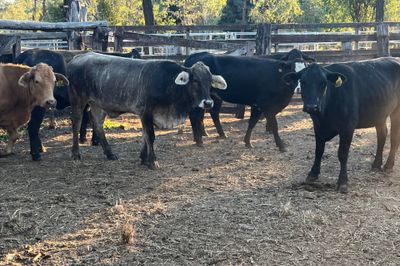 149 Crossbred Heifers