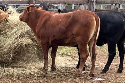 149 Crossbred Heifers