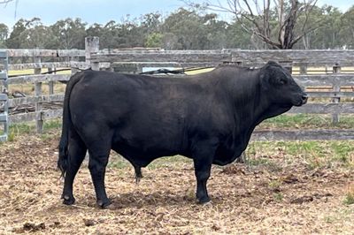 Bulls, Bulls Bulls!!