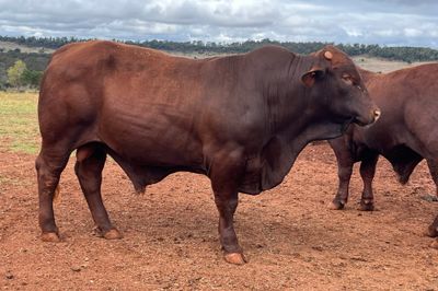 Bulls, Bulls Bulls!!