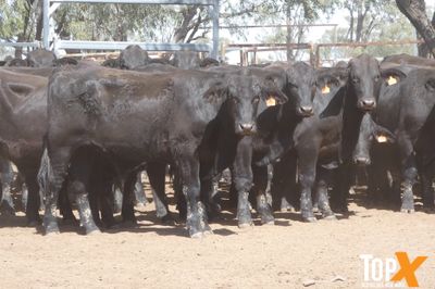 A+ 15/8 156 ANGUS X FEEDER STEERS