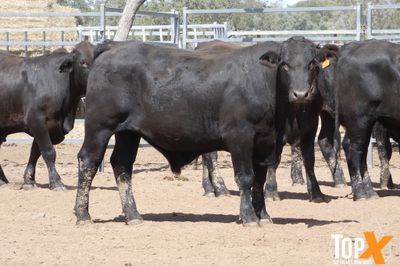 A+ 15/8 156 ANGUS X FEEDER STEERS