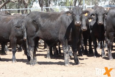 A+ 15/8 156 ANGUS X FEEDER STEERS