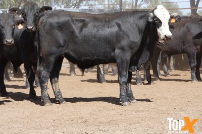 A+ 15/8 156 ANGUS X FEEDER STEERS
