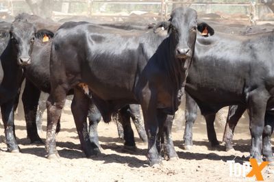 A+ 15/8 156 ANGUS X FEEDER STEERS