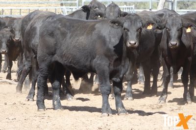 A+ 15/8 156 ANGUS X FEEDER STEERS