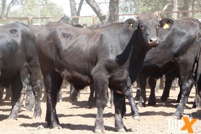 A+ 15/8 156 ANGUS X FEEDER STEERS