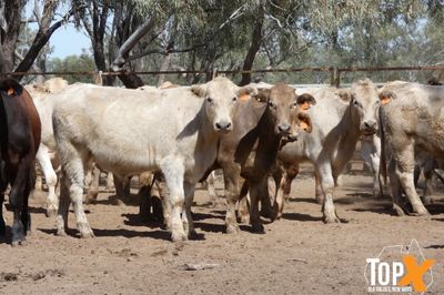 A+ 78 CHAROLAIS/ANGUS/CHARBRAY X STEERS