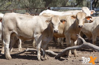 A+ 78 CHAROLAIS/ANGUS/CHARBRAY X STEERS