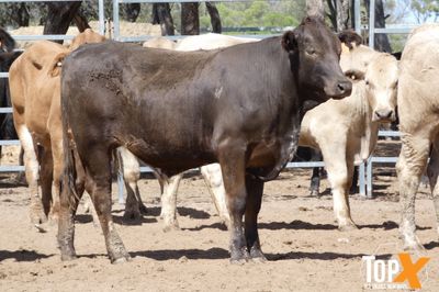 A+ 78 CHAROLAIS/ANGUS/CHARBRAY X STEERS