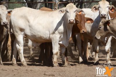 A+ 78 CHAROLAIS/ANGUS/CHARBRAY X STEERS