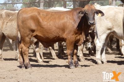 A+ 78 CHAROLAIS/ANGUS/CHARBRAY X STEERS