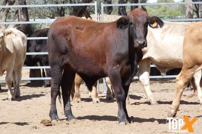 A+ 78 CHAROLAIS/ANGUS/CHARBRAY X STEERS