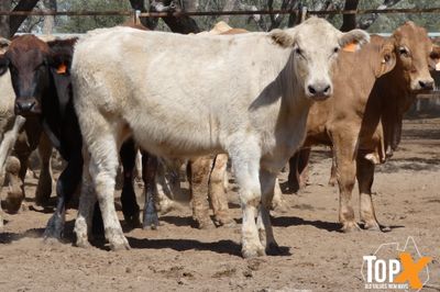 A+ 78 CHAROLAIS/ANGUS/CHARBRAY X STEERS