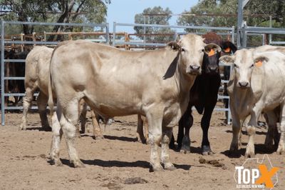 A+ 78 CHAROLAIS/ANGUS/CHARBRAY X STEERS