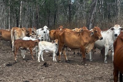 144 BRAHMAN COWS & BRAHMAN CALVES